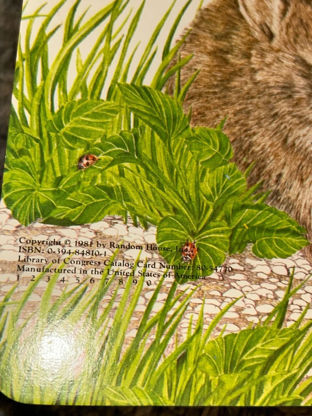 Animals In The Woods By Michele Chopin Roosevelt, Hardcover, 1981